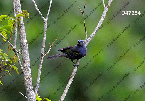 Golden-chevroned Tanager (Thraupis ornata)